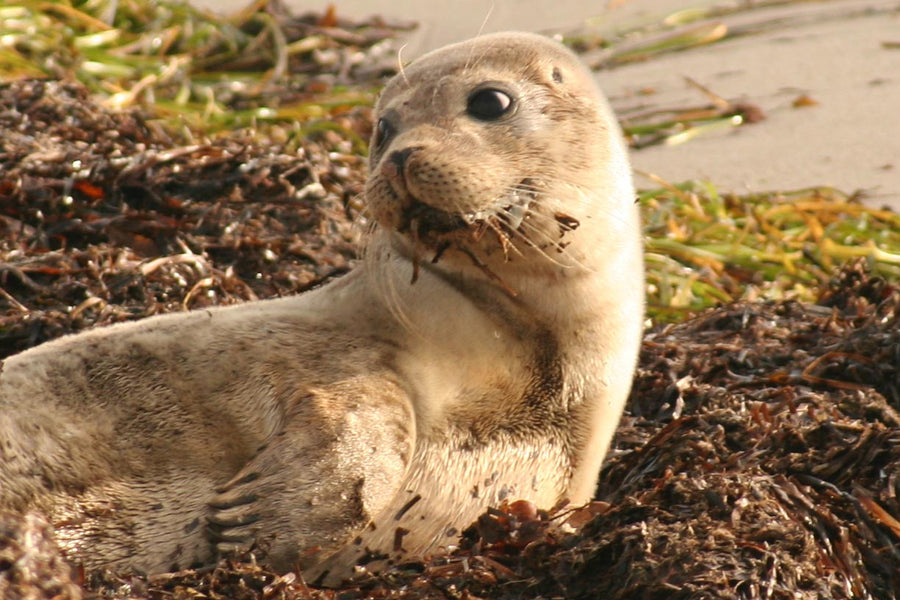How are seals different from sea lions? (and cute seal plushies as pets)